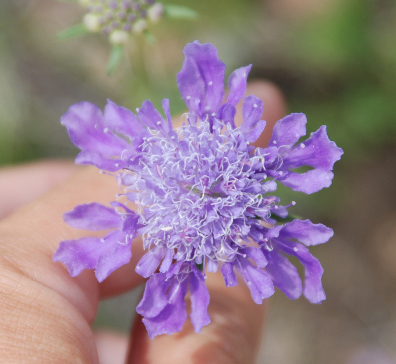 Image of Scabiosa comosa specimen.