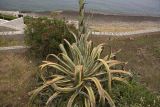 Agave разновидность marginata