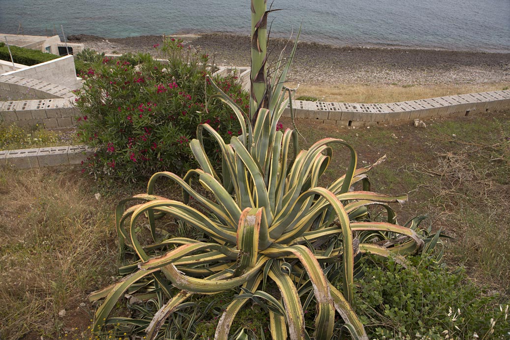 Image of Agave americana var. marginata specimen.