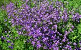 Campanula patula