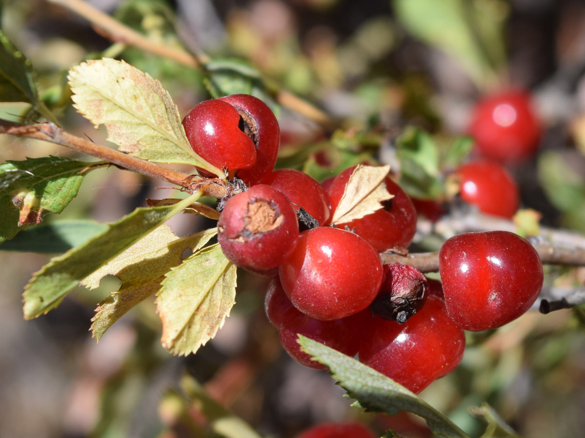 Изображение особи Cerasus tianshanica.