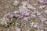 Chorispora bungeana. Цветущие растения. Кыргызстан, верховья р. Сусамыр. 29 апреля 2015 г.