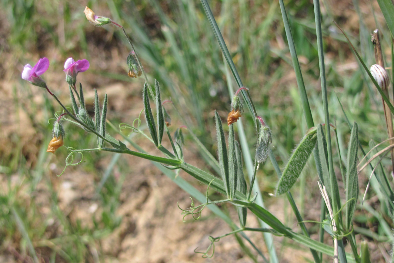 Изображение особи Lathyrus hirsutus.