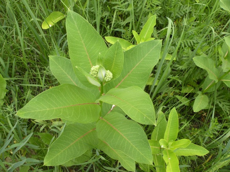 Image of Asclepias syriaca specimen.