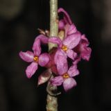 Daphne mezereum