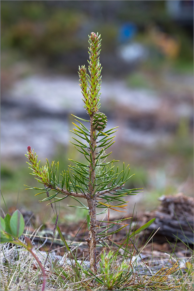 Изображение особи Pinus friesiana.