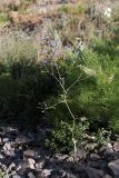 Delphinium longipedunculatum. Цветущее растение. Южный Казахстан, горы Алатау (Даубаба), Восточное ущелье, правый склон. 24.06.2014.