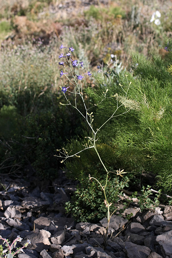 Изображение особи Delphinium longipedunculatum.