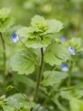 Veronica persica