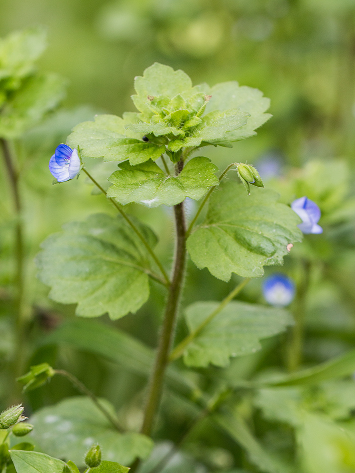 Image of Veronica persica specimen.