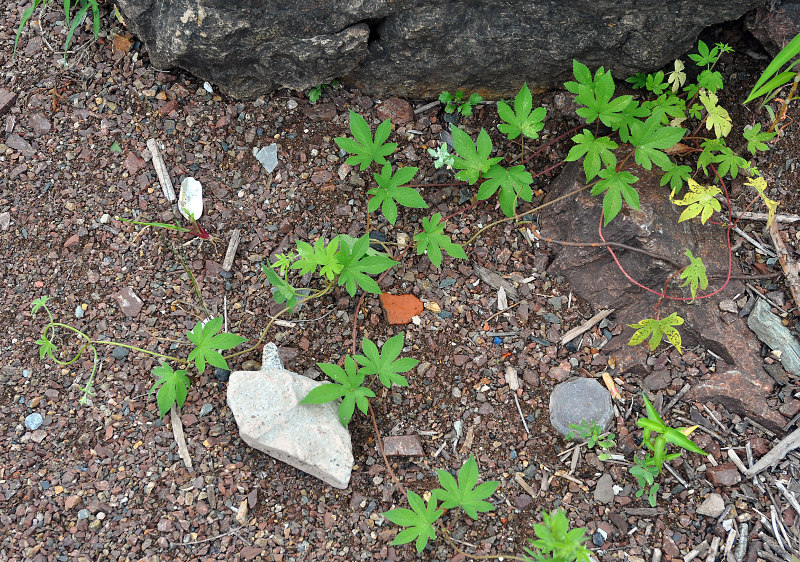 Image of Humulopsis scandens specimen.