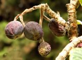 Eriobotrya japonica. Мумифицированные плоды. Испания, Андалусия, провинция Малага, г. Бенальмадена, озеленение. Август 2015 г.