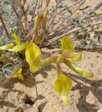 Astragalus flexus