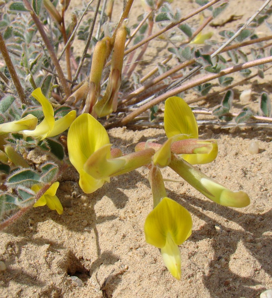 Изображение особи Astragalus flexus.