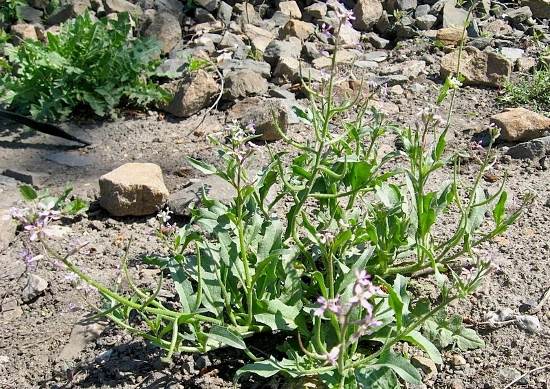 Image of Chorispora tenella specimen.