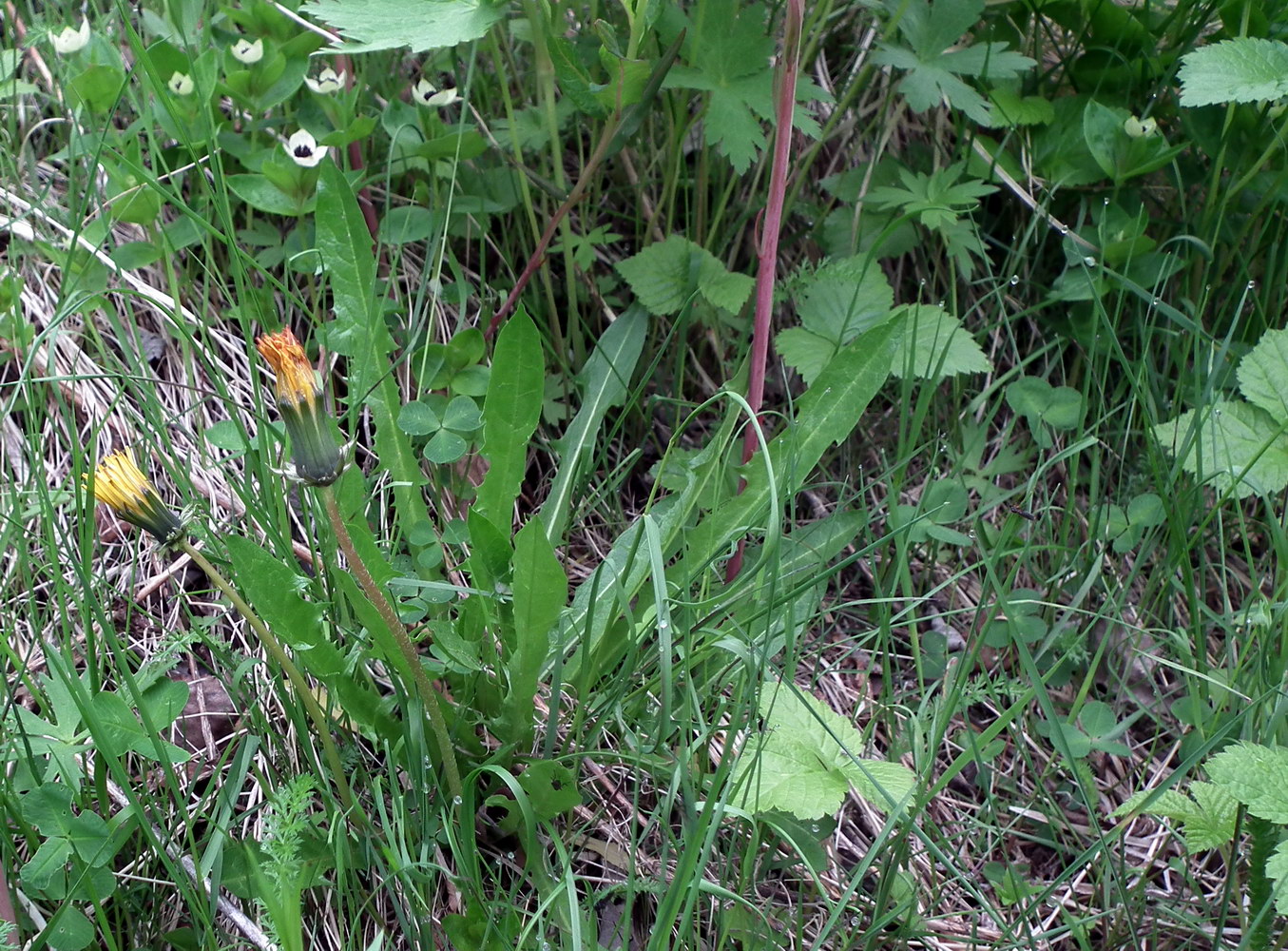 Image of Taraxacum croceum individual.