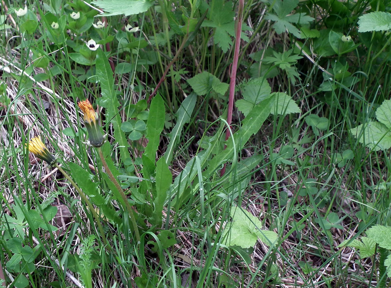 Image of Taraxacum croceum specimen.