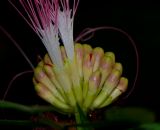 Calliandra haematocephala