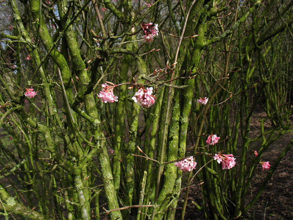 Image of Viburnum farreri specimen.