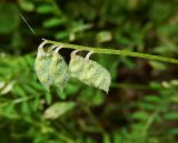 Vicia hirsuta