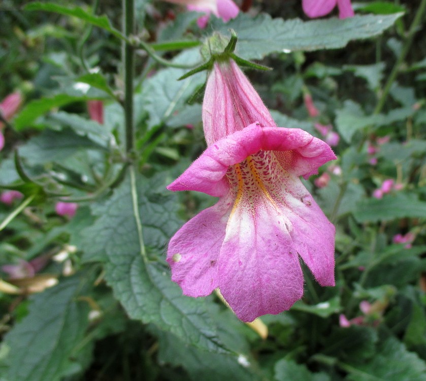 Image of Rehmannia elata specimen.