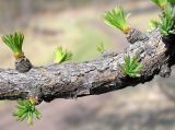 Image of taxon representative. Author is Эльвир Измайлов