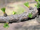 Larix sibirica