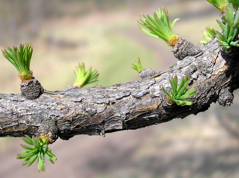 Image of Larix sibirica specimen.