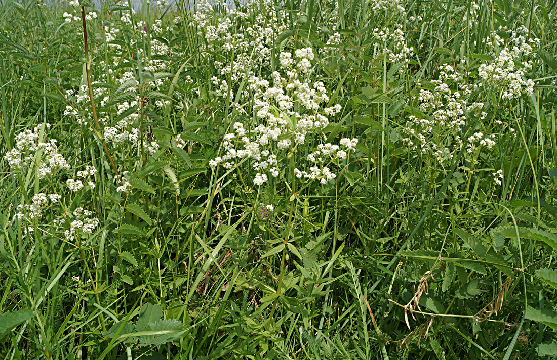 Image of Galium boreale specimen.