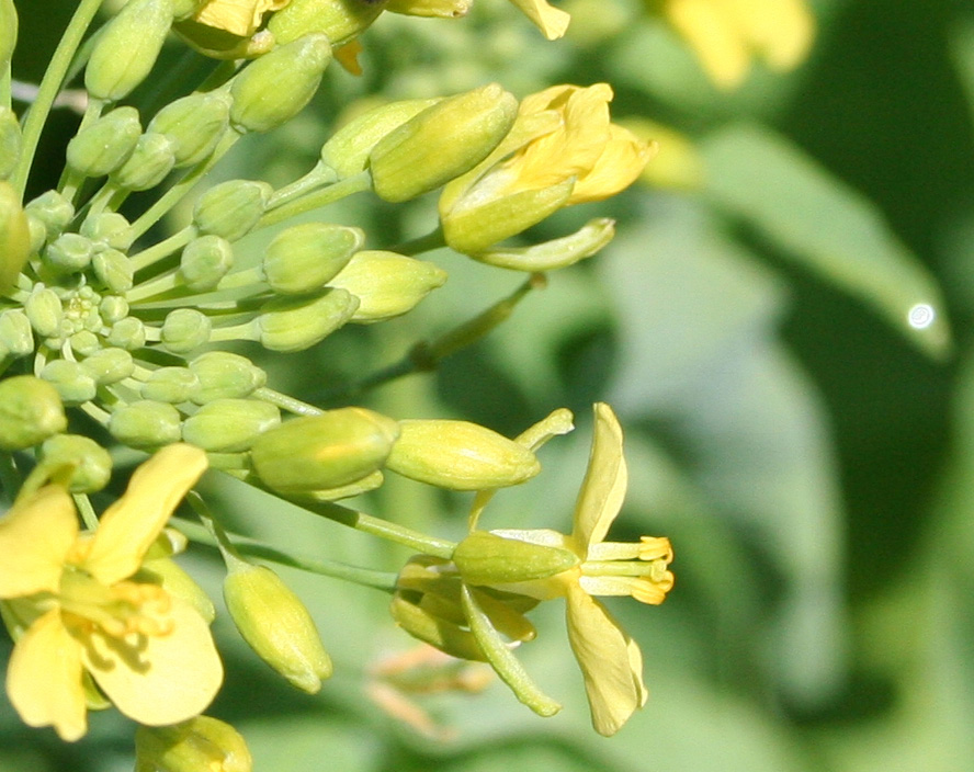 Изображение особи Brassica rapa.