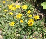 Hieracium umbellatum