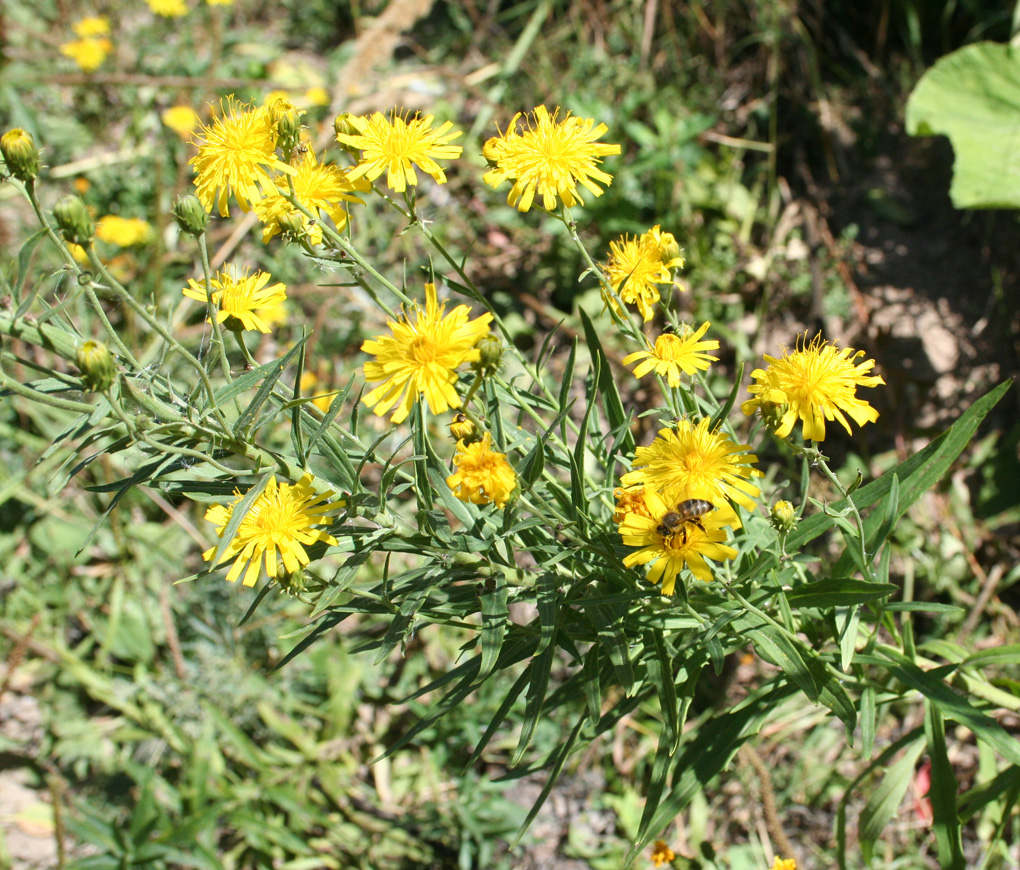 Изображение особи Hieracium umbellatum.