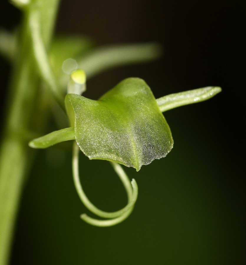 Изображение особи Liparis japonica.