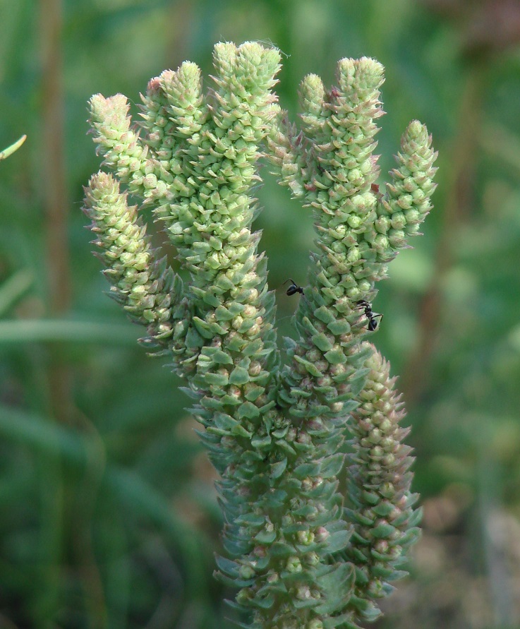 Image of Orostachys malacophylla specimen.