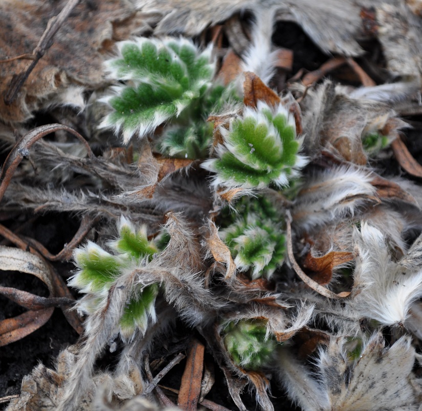 Image of Potentilla megalantha specimen.