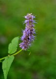 Agastache rugosa. Верхушка побега с соцветием. Приморье, Лазовский р-н, окр. с. Чистоводное, опушка смешанного леса. 08.08.2015.