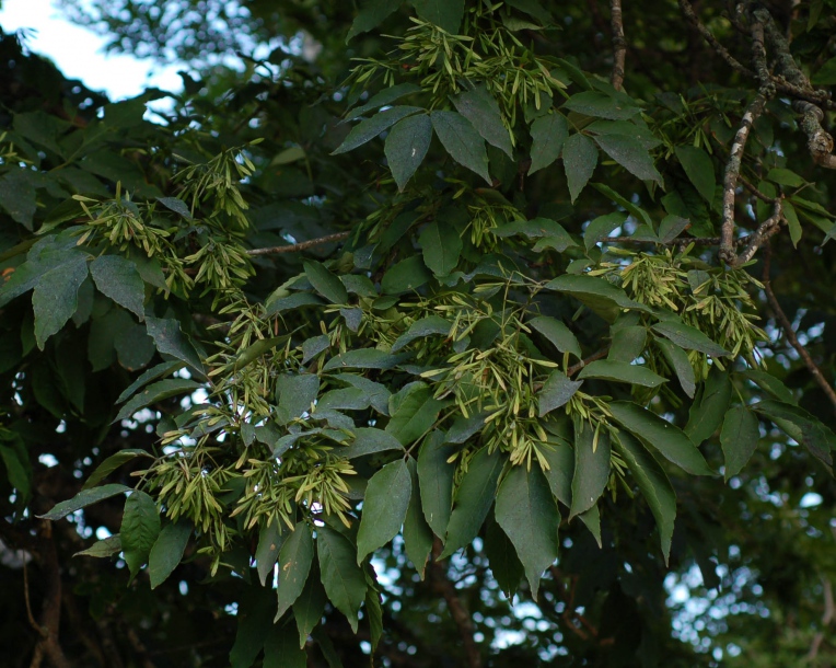 Изображение особи Fraxinus rhynchophylla.