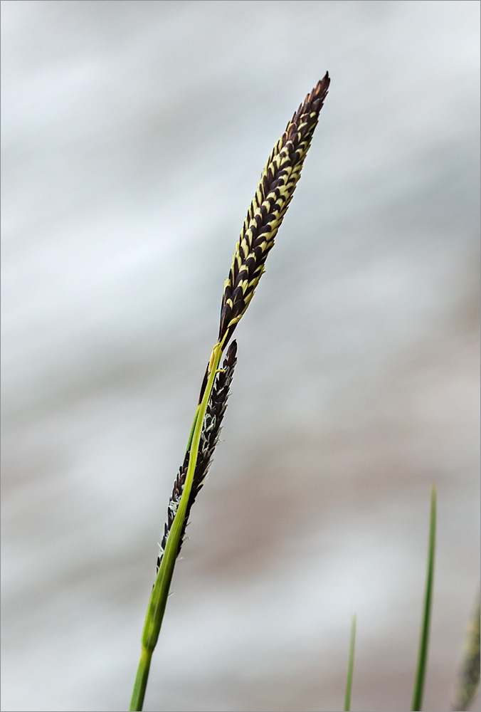 Изображение особи род Carex.