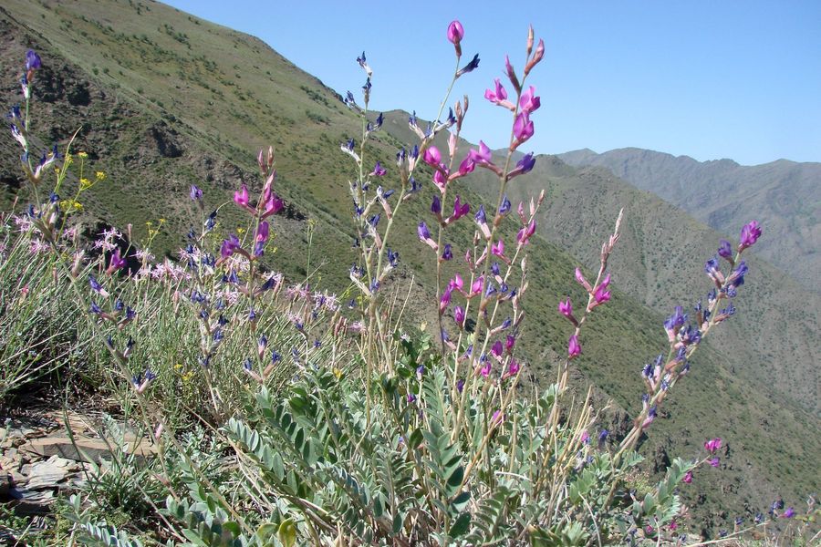 Image of Oxytropis pseudorosea specimen.
