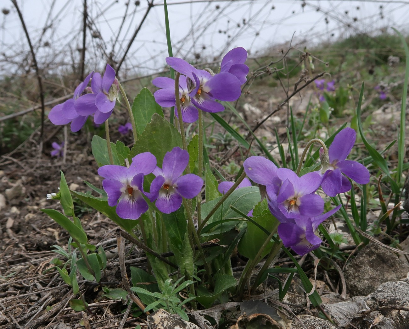 Изображение особи Viola ambigua.