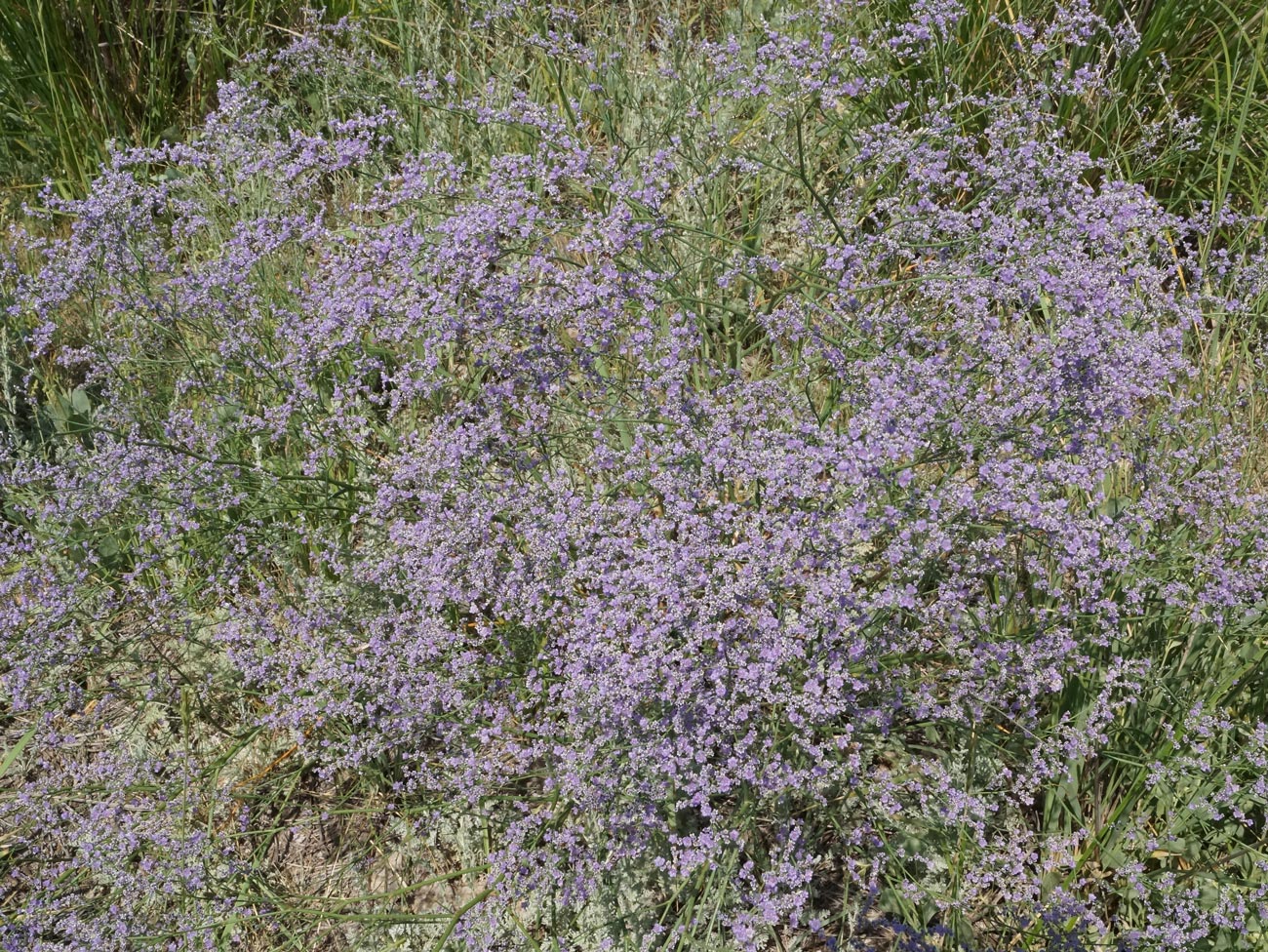 Изображение особи Limonium myrianthum.