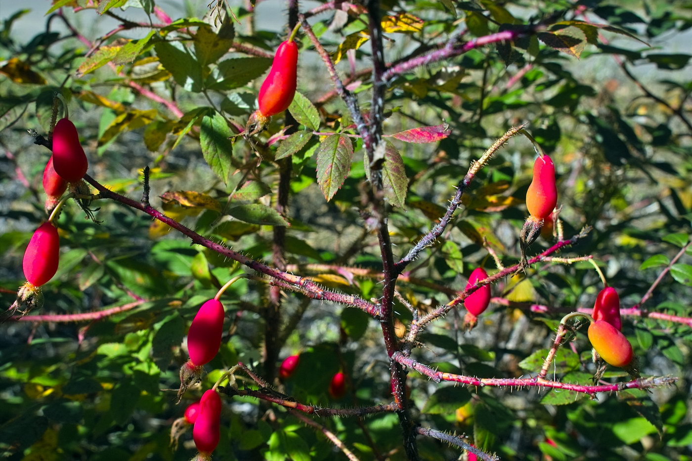 Изображение особи Rosa acicularis.
