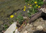 Ranunculus repens