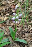 Orchis simia. Цветущее растение. Крым, окр. Балаклавы, пушистодубовый лес. 30 апреля 2016 г.