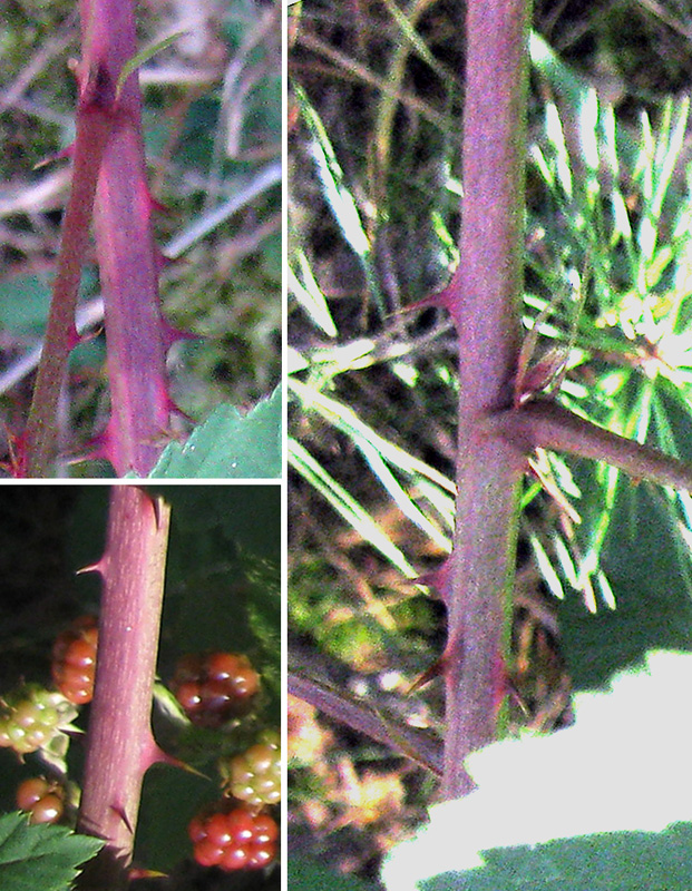 Изображение особи Rubus orthostachys.