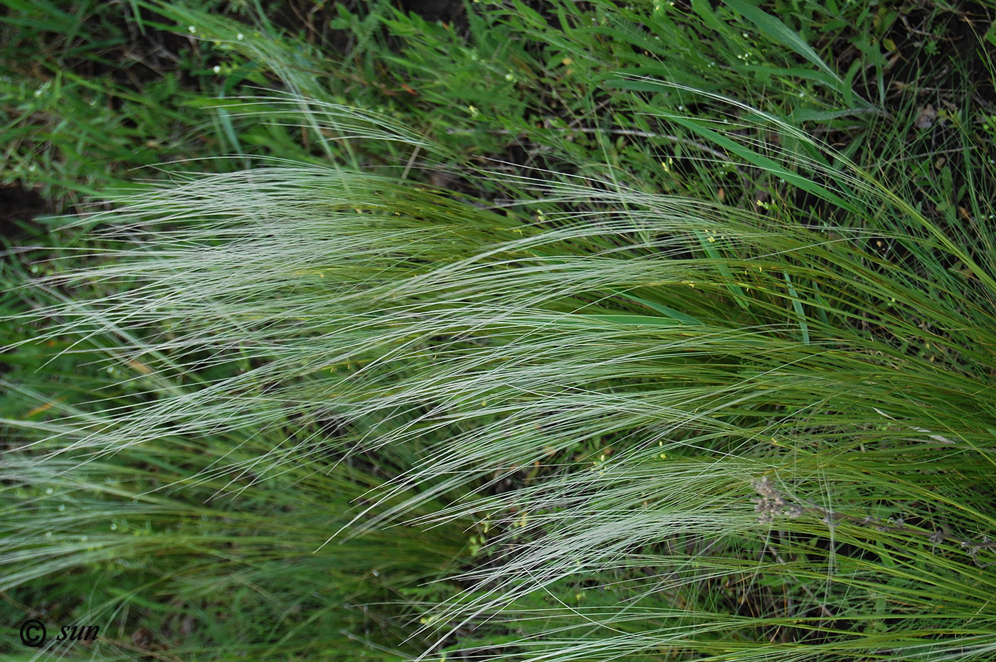 Изображение особи Stipa lessingiana.