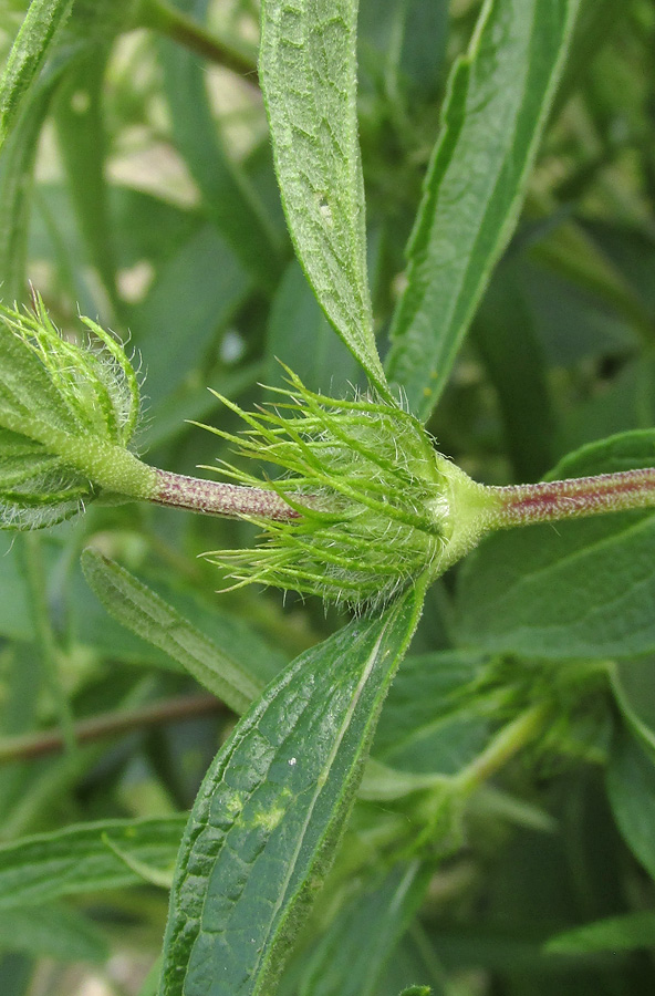 Image of Phlomis pungens specimen.