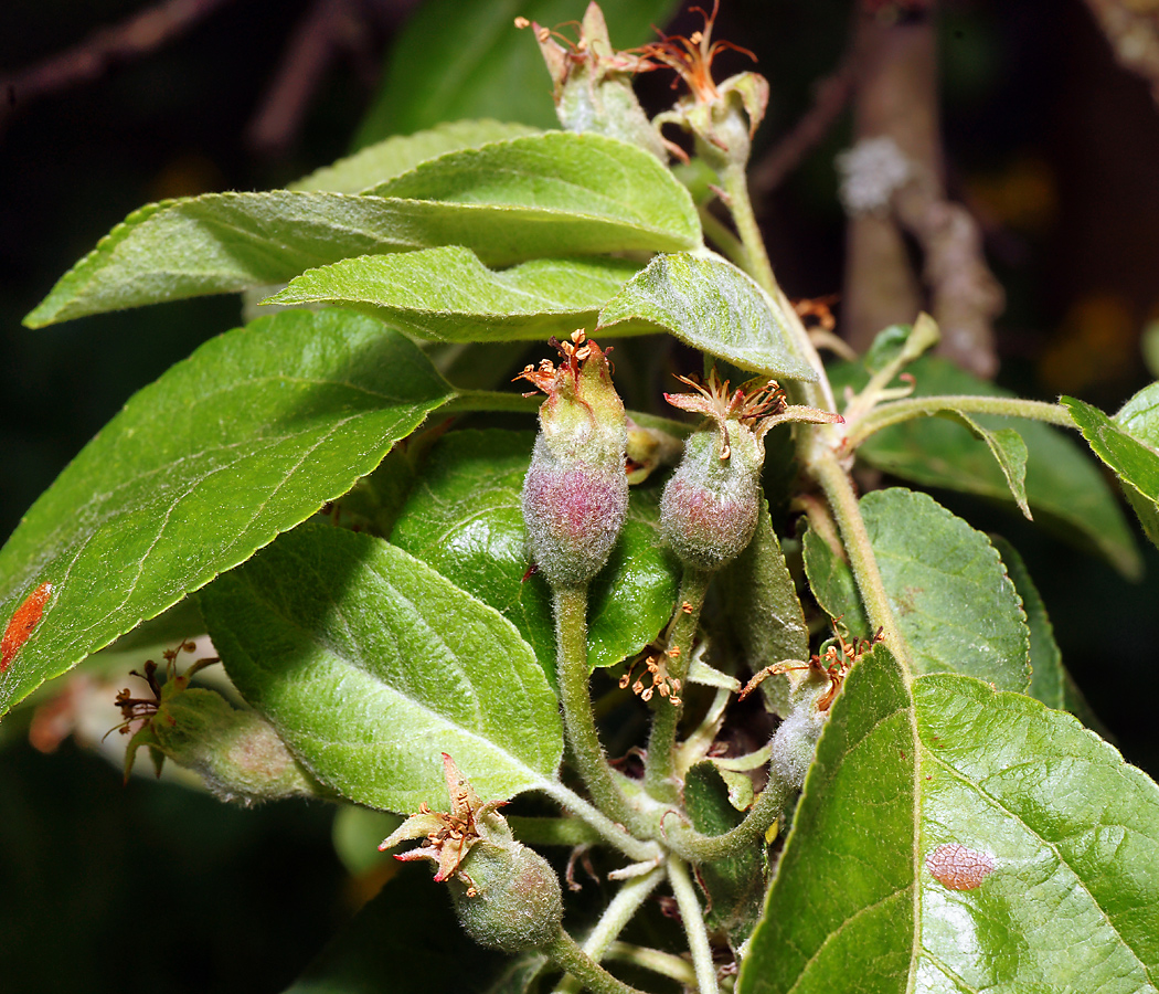 Изображение особи Malus domestica.