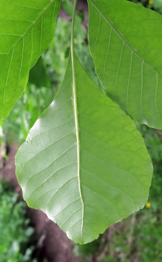 Image of Fraxinus rhynchophylla specimen.