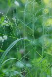 Poa nemoralis. Верхушки побегов с соцветиями. Татарстан, Нижнекамский р-н, окр. дер. Благодатная, лесостепной участок с чередованием степи и перелесков с преобладанием дуба, среди древостоя. 5 июня 2016 г.